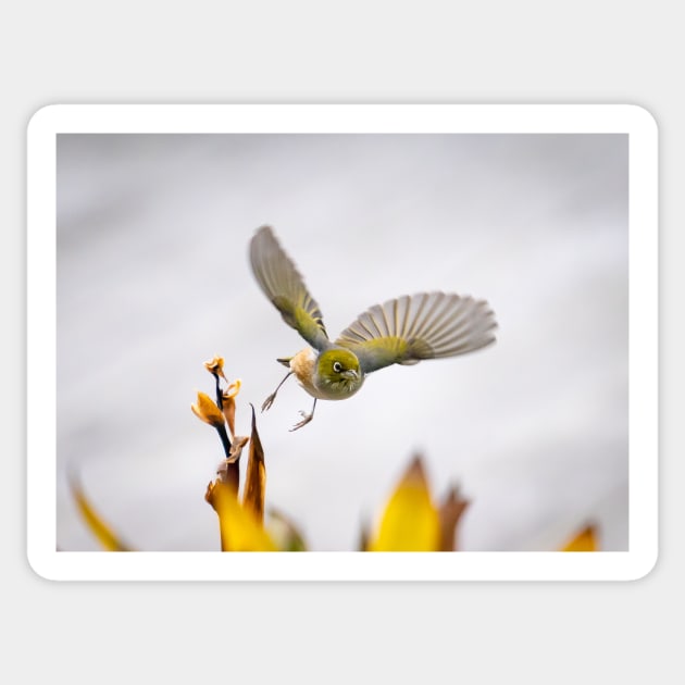 Waxeye in  flight above flowers just feeding on. Sticker by brians101